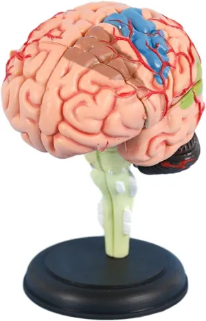 Medical Teaching Learning Tool 4D Anatomy Brain Model, Human Brain Model Anatomy, Disassembled Human Brain Model, confidant Human Brain Structure Anatomy 