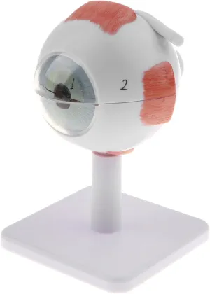 Model Kit | 6 Parts with Base | warp incompatible Australia Detailed Nerve Shown | Great for Biology Learning and Lab Display | Enlarged Eyeball Model | School Lab Magnification 3X Human Eye Anatomical 