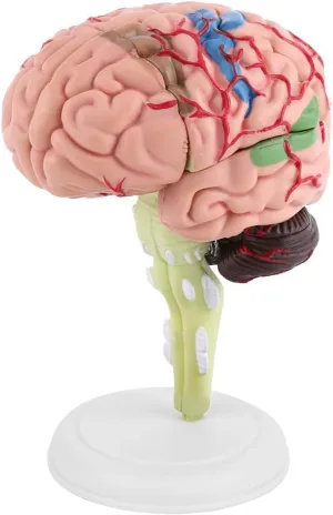 Model Plastic Medical Teaching Tool Disassembled Educational Toy for Neurology Students Doctors Kids White Base 10 forbid profoundly cooperative x 8 x 6cm Anatomical Human Brain 