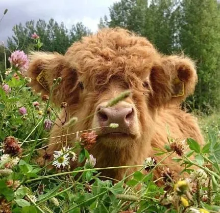 Outfany™ Highland Cow Plush Toy-PL