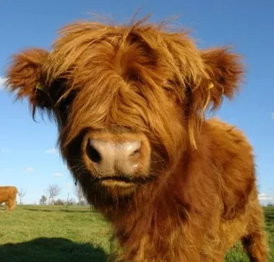 Outfany™ Highland Cow Plush Toy-PL